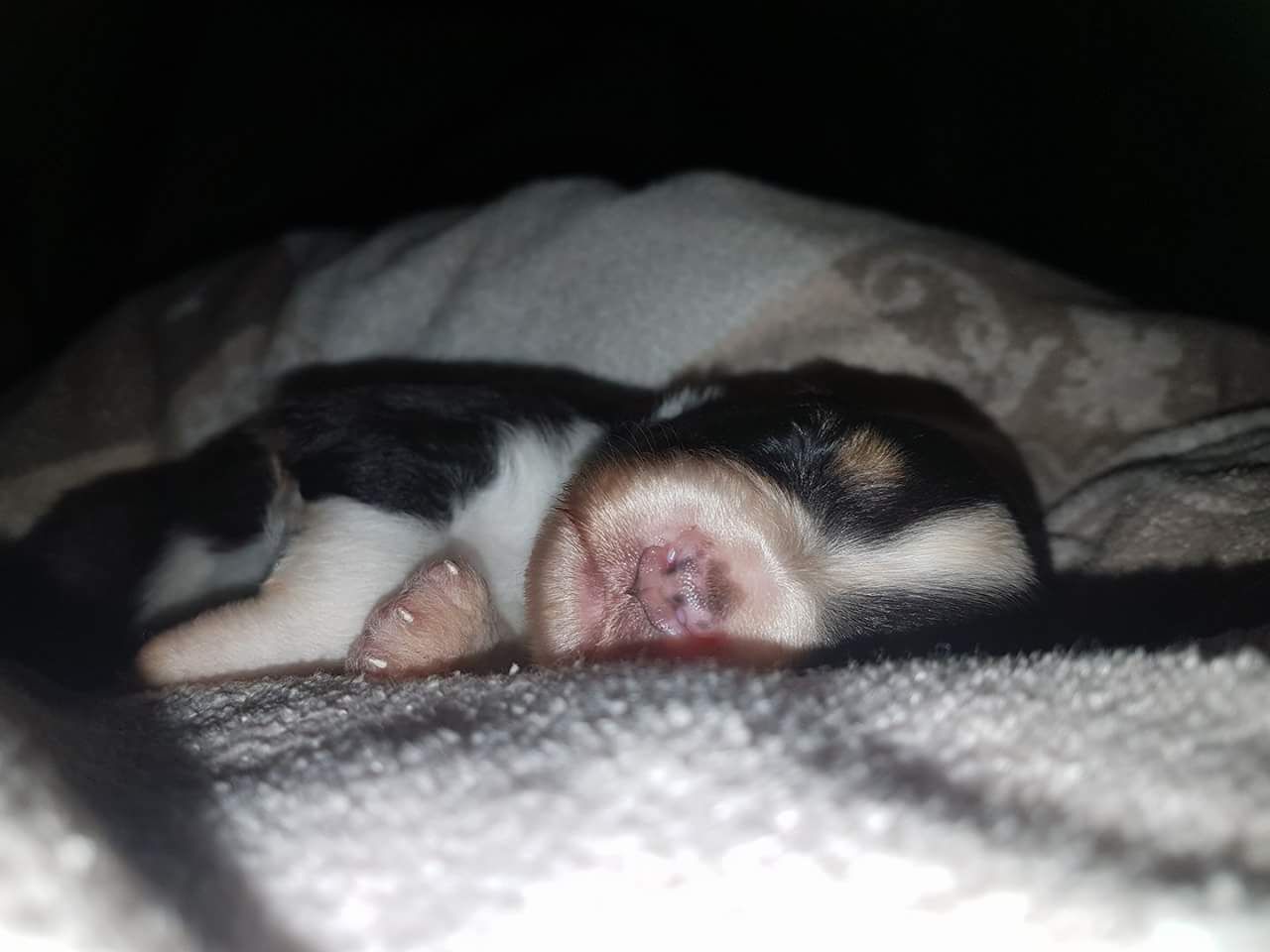 Ein schwarz-weißer Welpe schläft auf einer Decke
