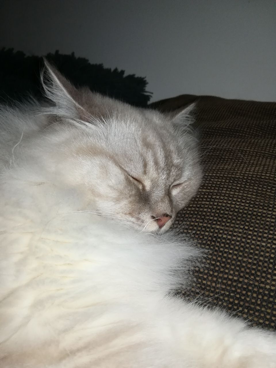 Eine Katze schläft mit geschlossenen Augen auf einem Sofa.