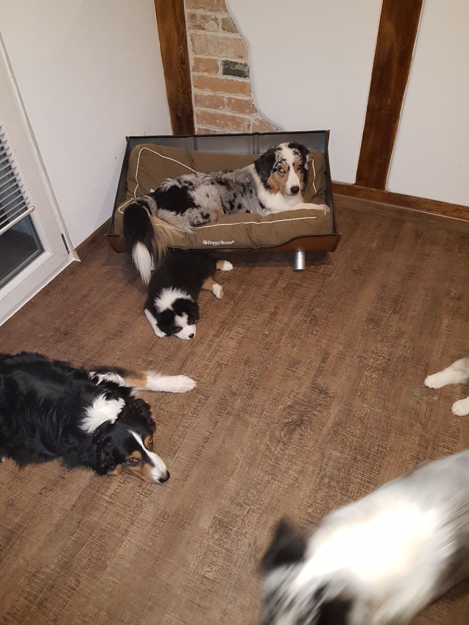 Eine Gruppe Hunde liegt in einem Raum auf dem Boden