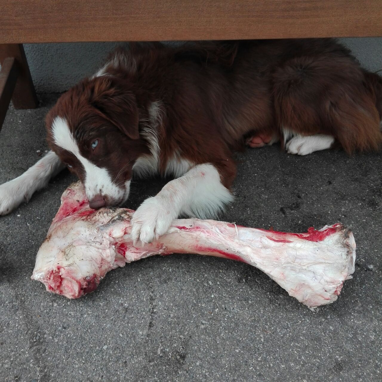 Ein Hund, der an einem Knochen nagt