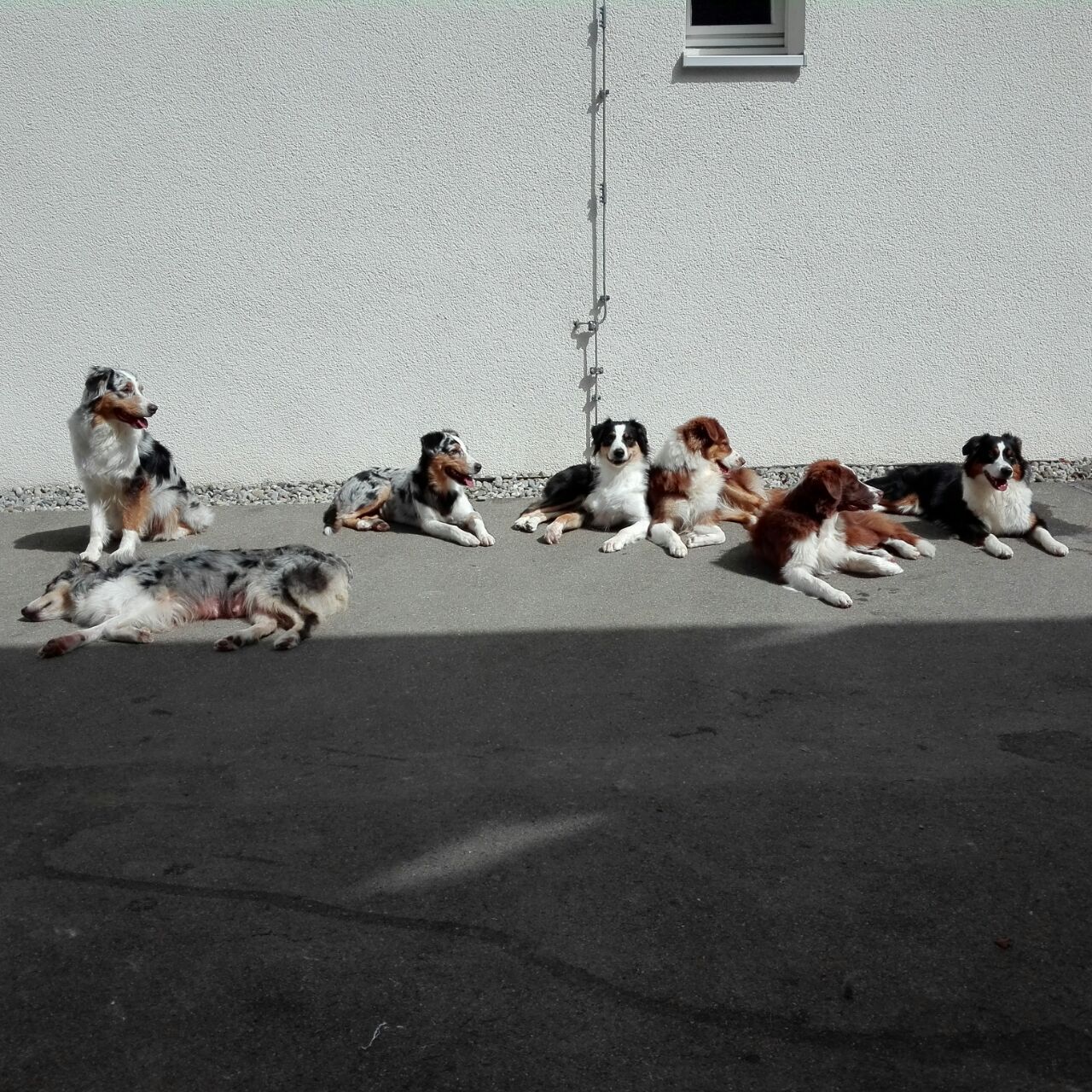 Eine Gruppe Hunde liegt auf dem Bürgersteig vor einem Gebäude