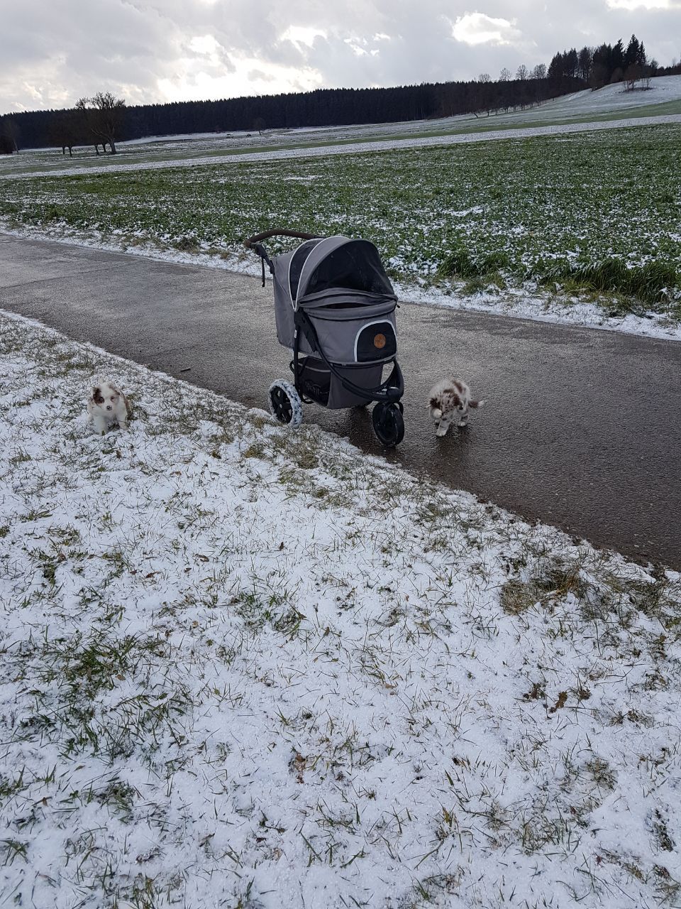 Ein Hund läuft neben einem Kinderwagen auf einer verschneiten Straße.