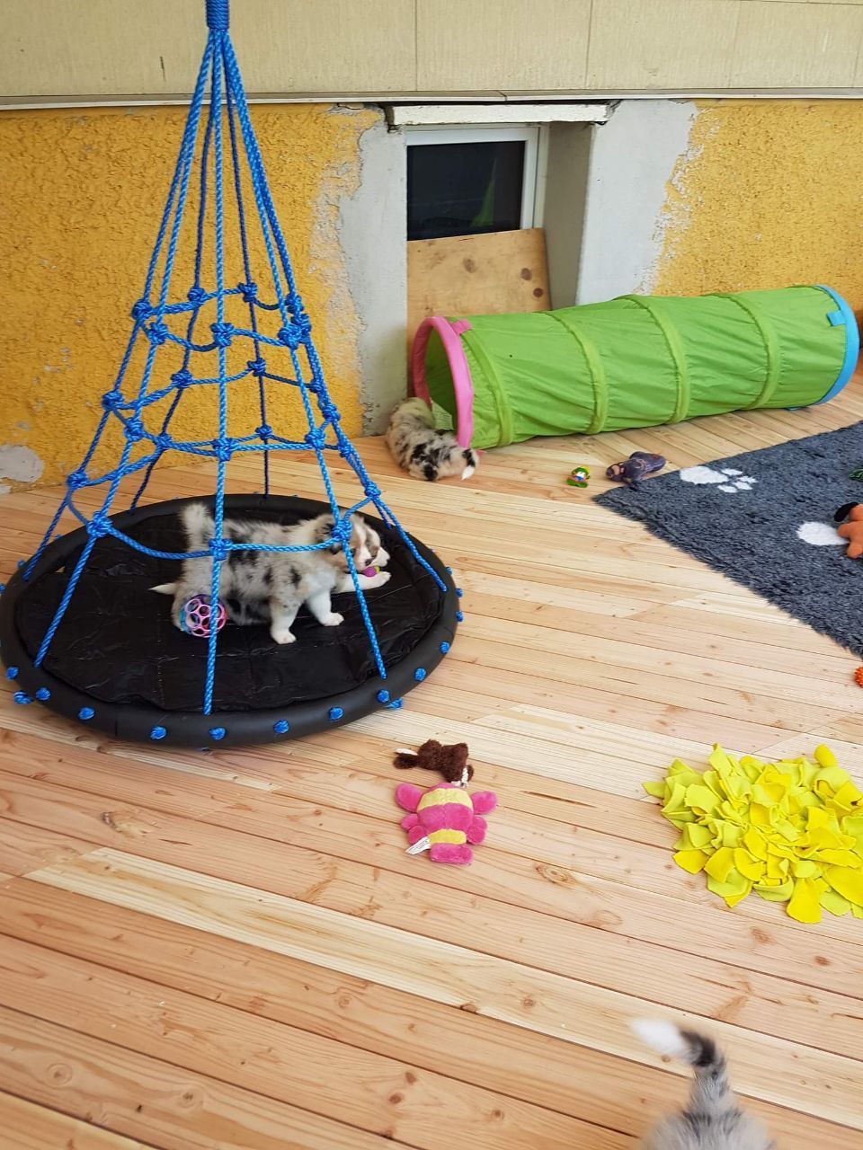 Ein Hund sitzt auf einer Schaukel in einem Raum mit Spielzeug.