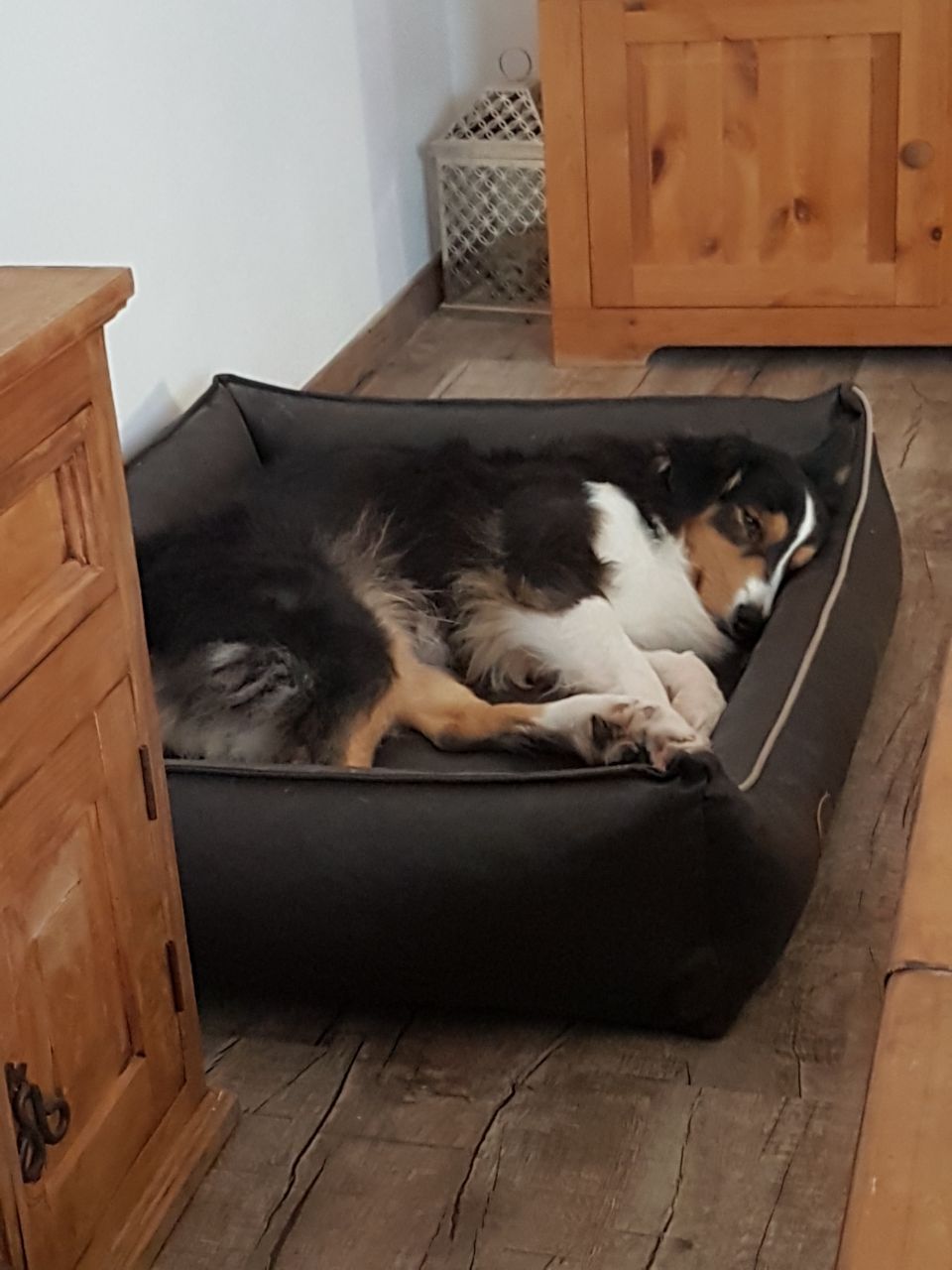 Ein Hund liegt in einem schwarzen Hundebett auf dem Boden.