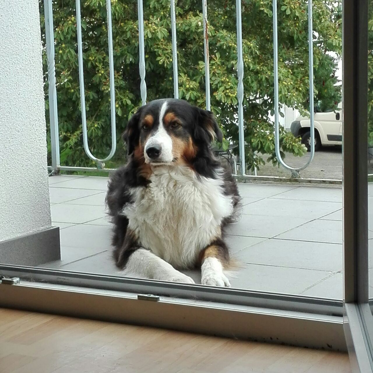 Ein Hund, der auf dem Boden liegt und aus dem Fenster schaut