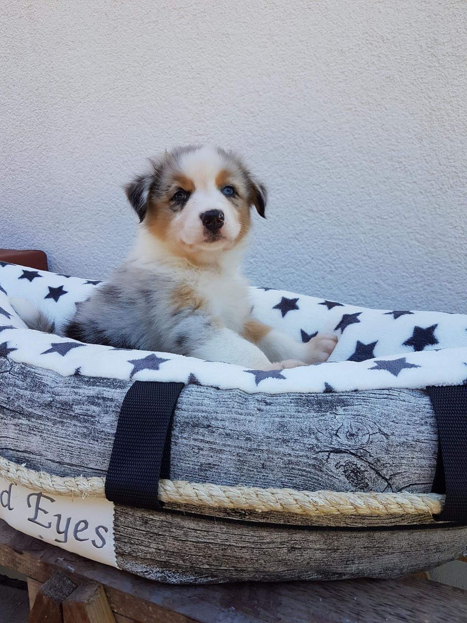 Ein Welpe liegt in einem Korb mit der Aufschrift „Augen drauf“