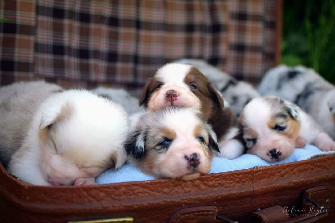 Eine Gruppe Welpen schläft in einem Koffer.