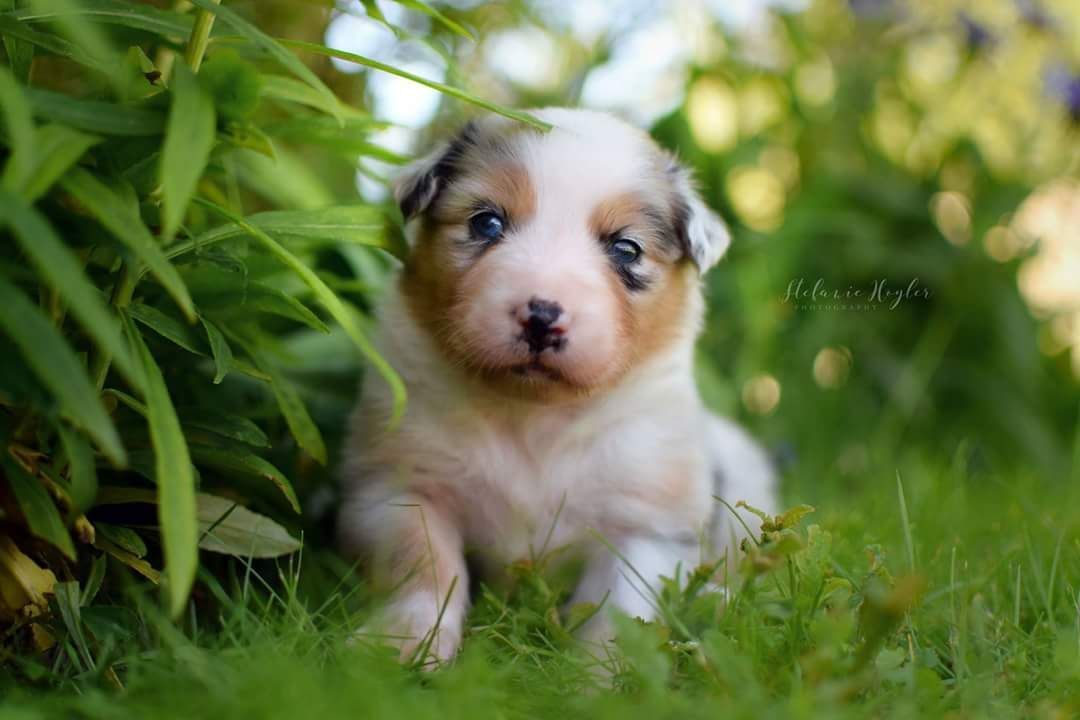 Ein braun-weißer Welpe liegt im Gras.