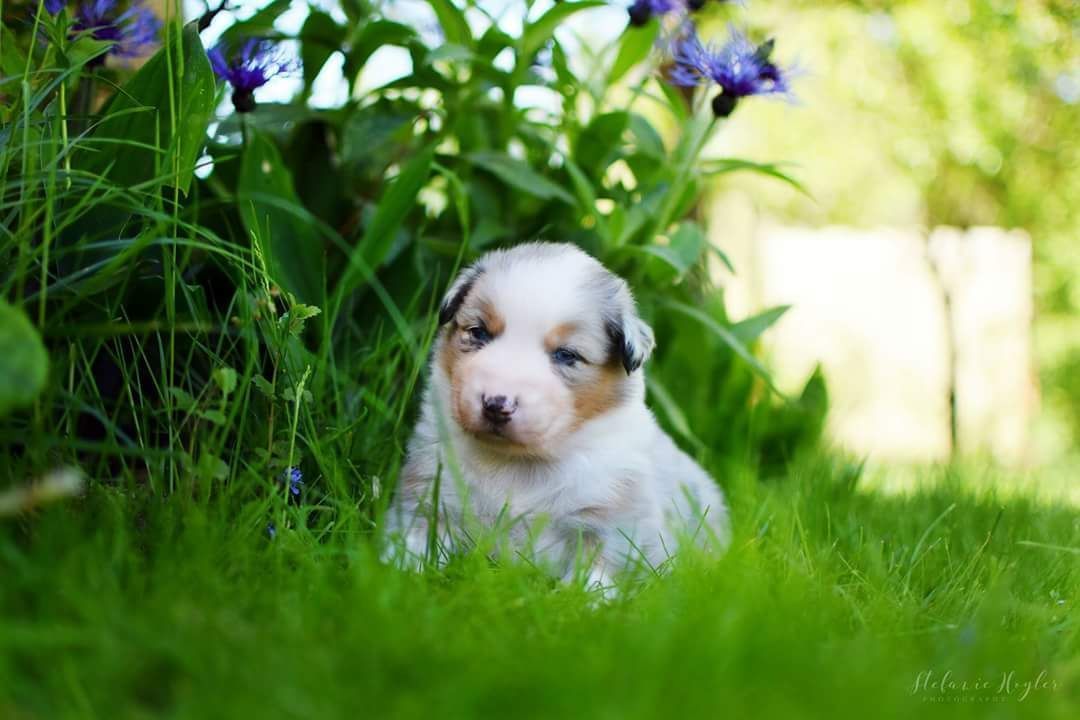 Ein kleiner Welpe sitzt im Gras neben Blumen.