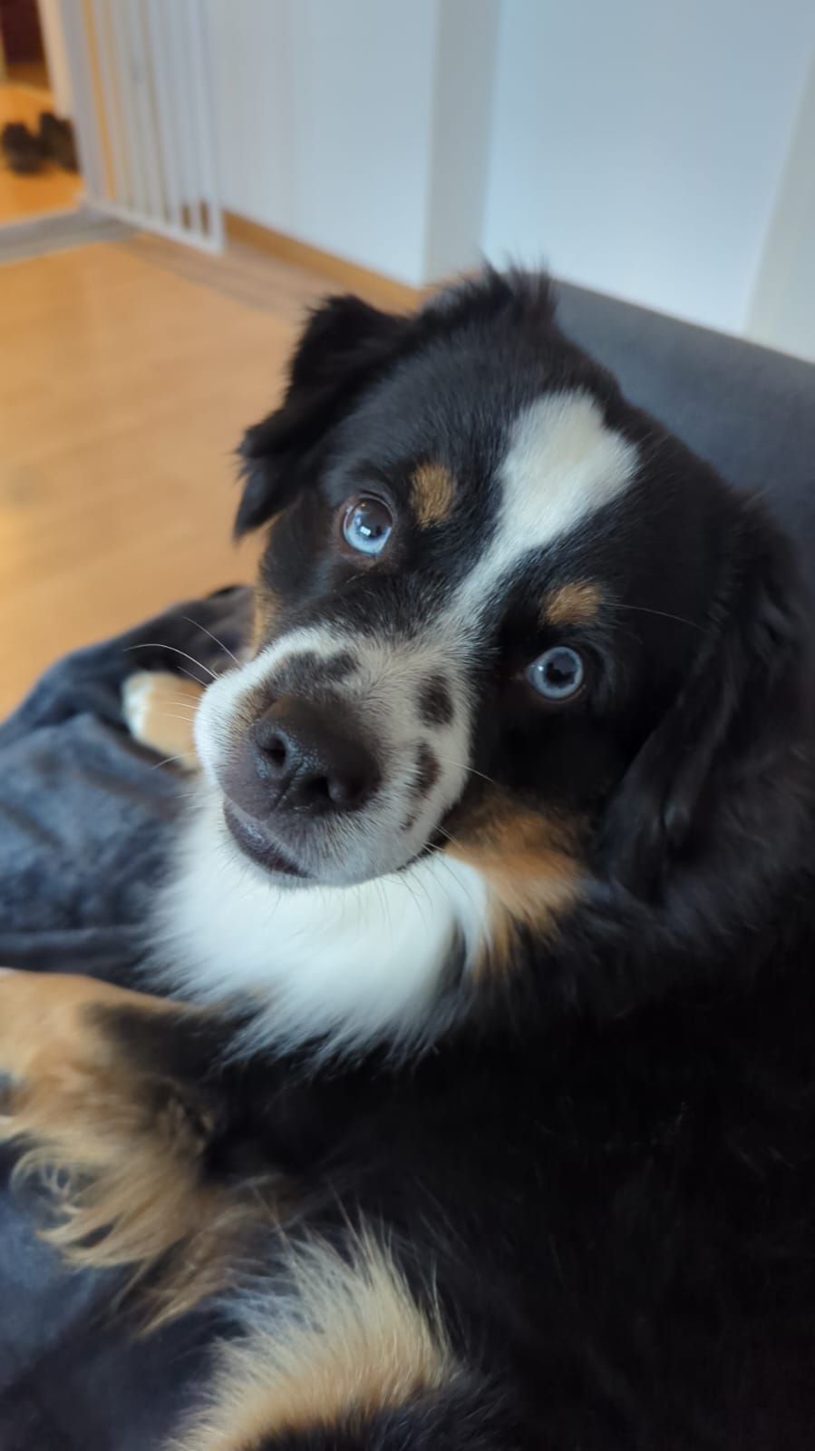 Ein schwarz-braun-weißer Hund liegt auf einem Sofa und schaut in die Kamera.