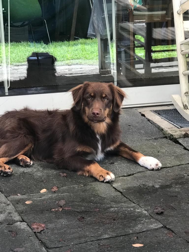 Ein brauner Hund liegt auf einer Terrasse neben einem Schaukelstuhl.