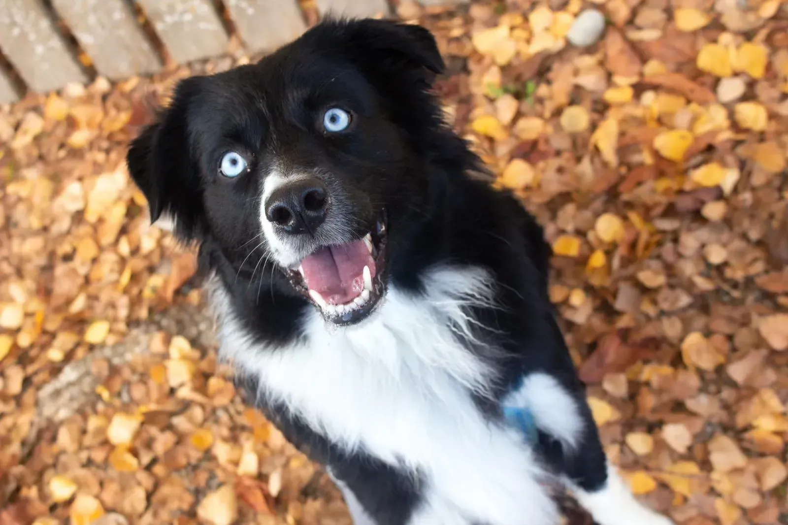 Ein schwarz-weißer Hund mit blauen Augen steht in einem Laubhaufen.