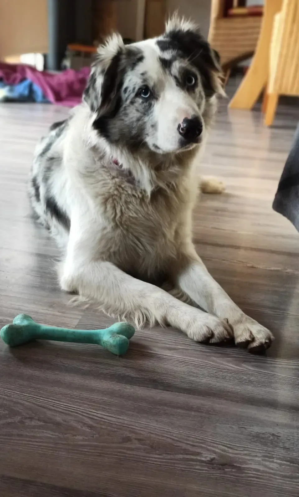 Ein schwarz-weißer Hund liegt neben einem Spielzeug auf dem Boden.