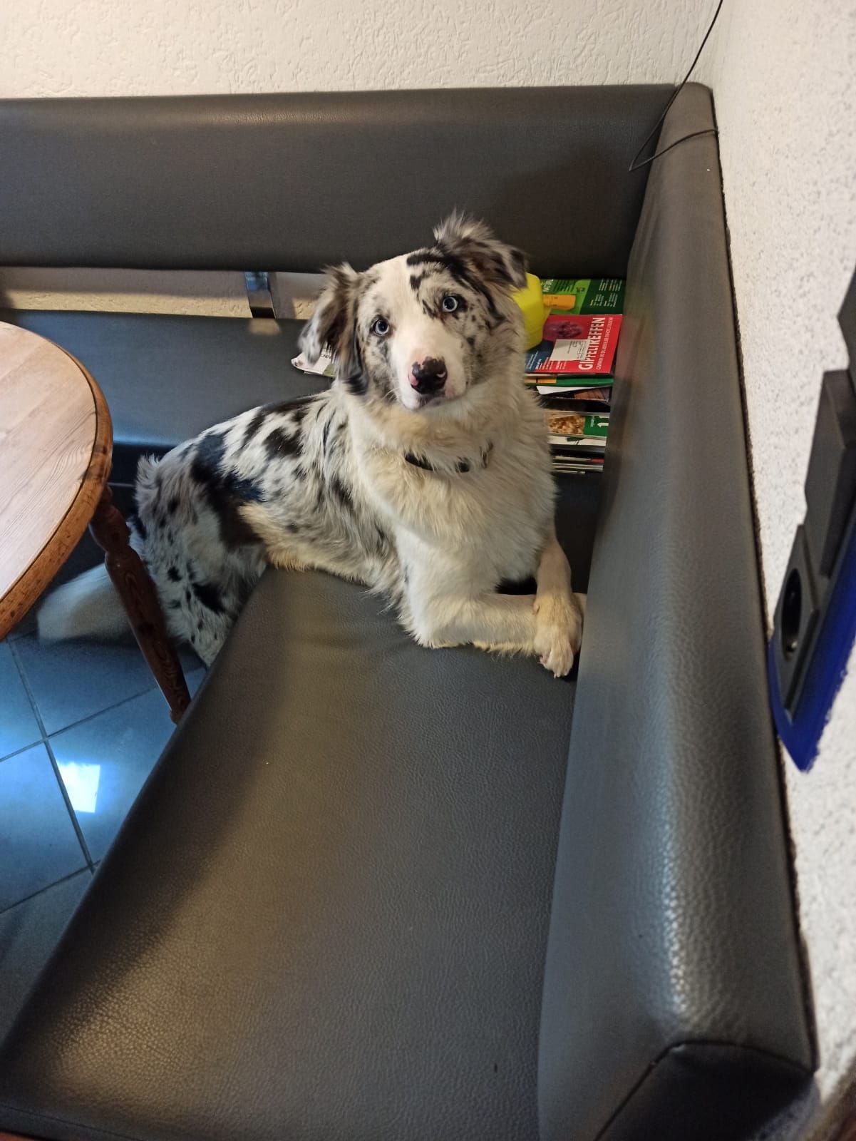 Ein schwarz-weißer Hund liegt auf einem Sofa und schaut in die Kamera.