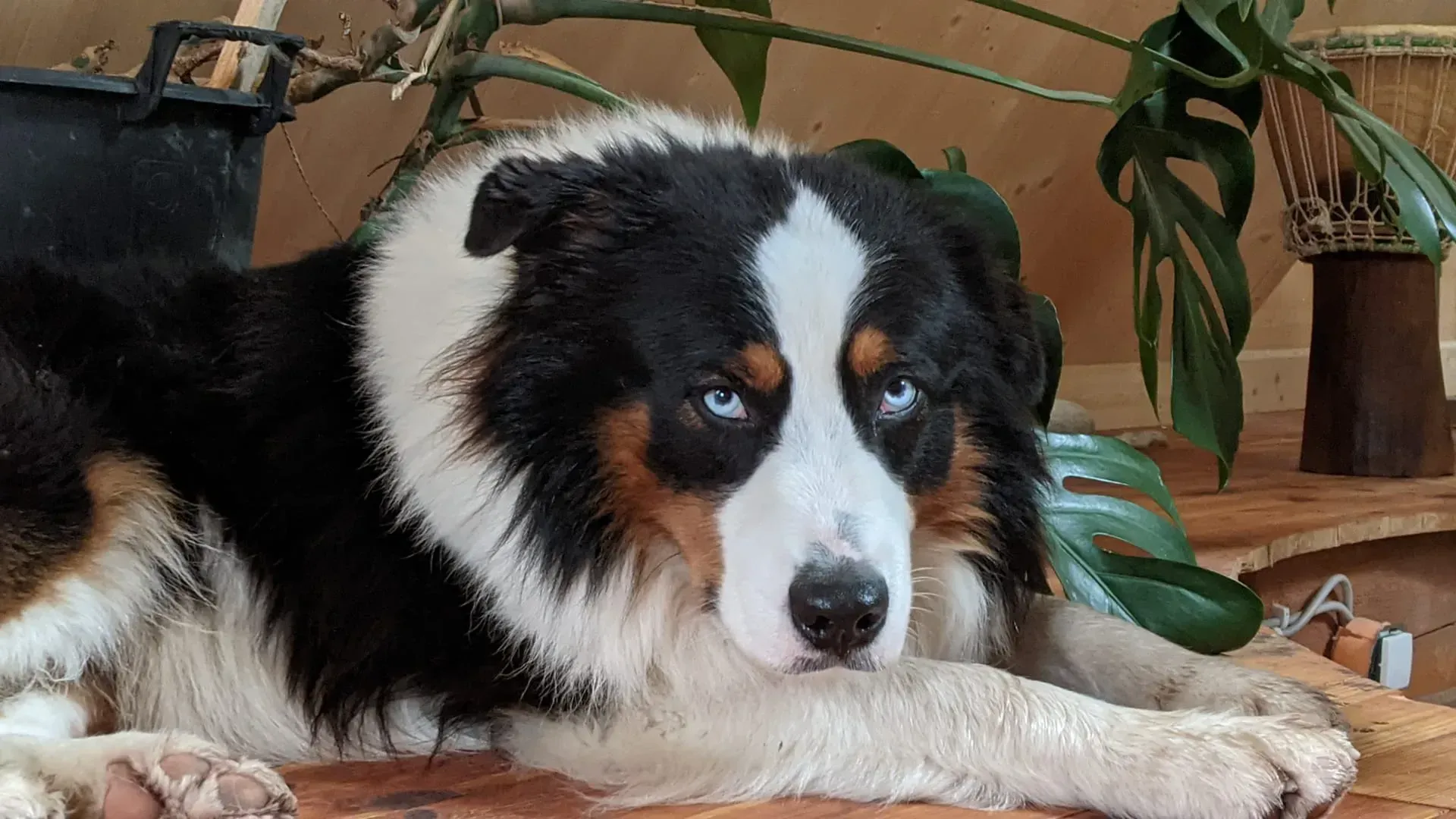 Ein schwarz-weißer Hund mit blauen Augen liegt auf dem Boden.