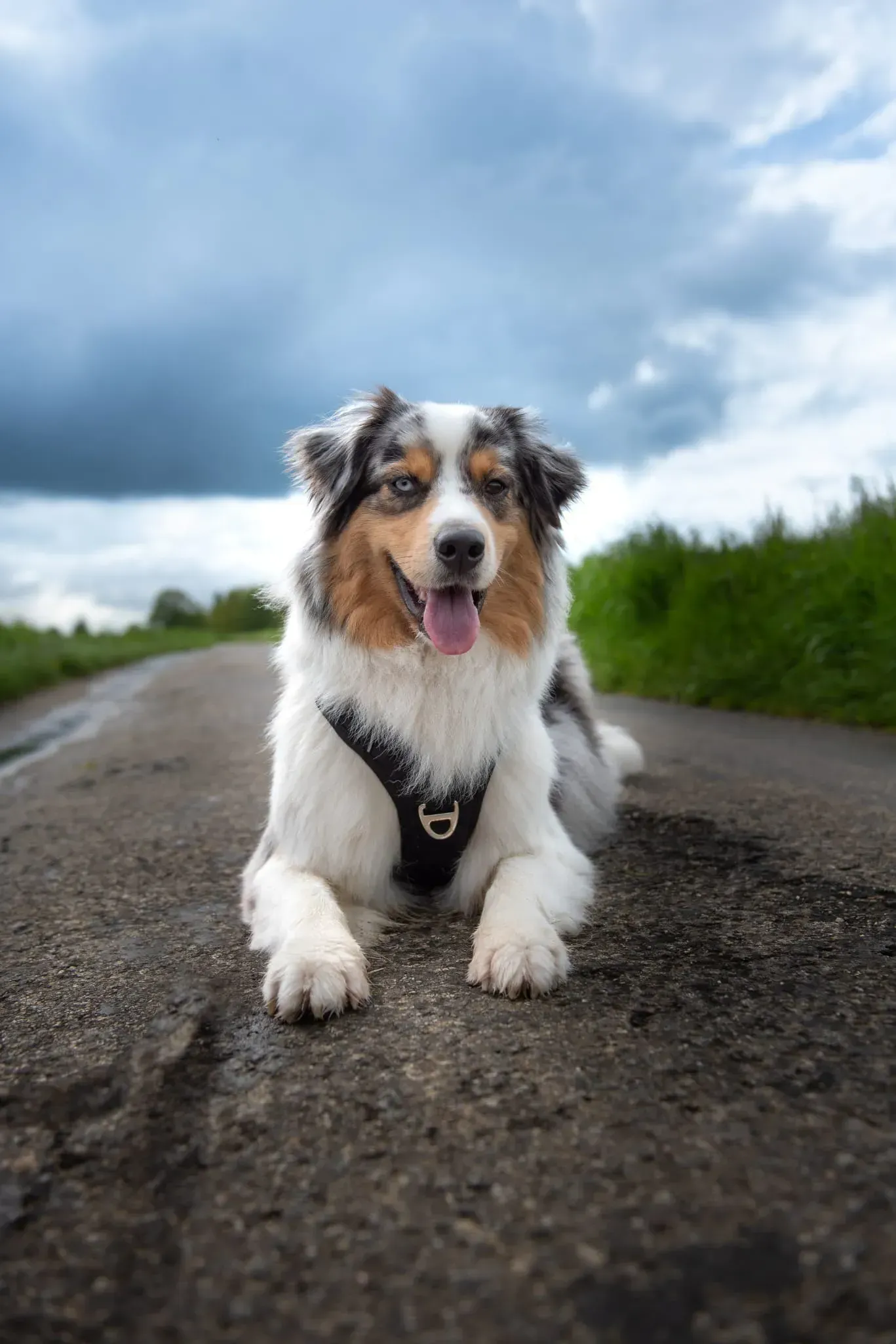 Ein braun-weißer Hund liegt am Straßenrand.