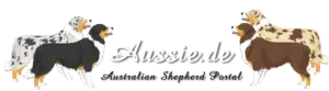 Zwei australische Schäferhunde stehen nebeneinander