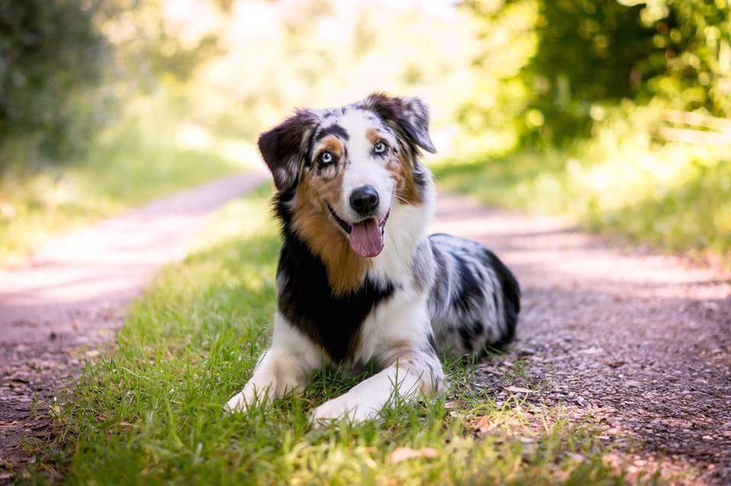 Ein Hund liegt im Gras auf einem Feldweg.