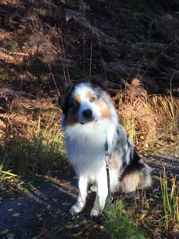 Ein angeleinter Hund sitzt am Straßenrand.