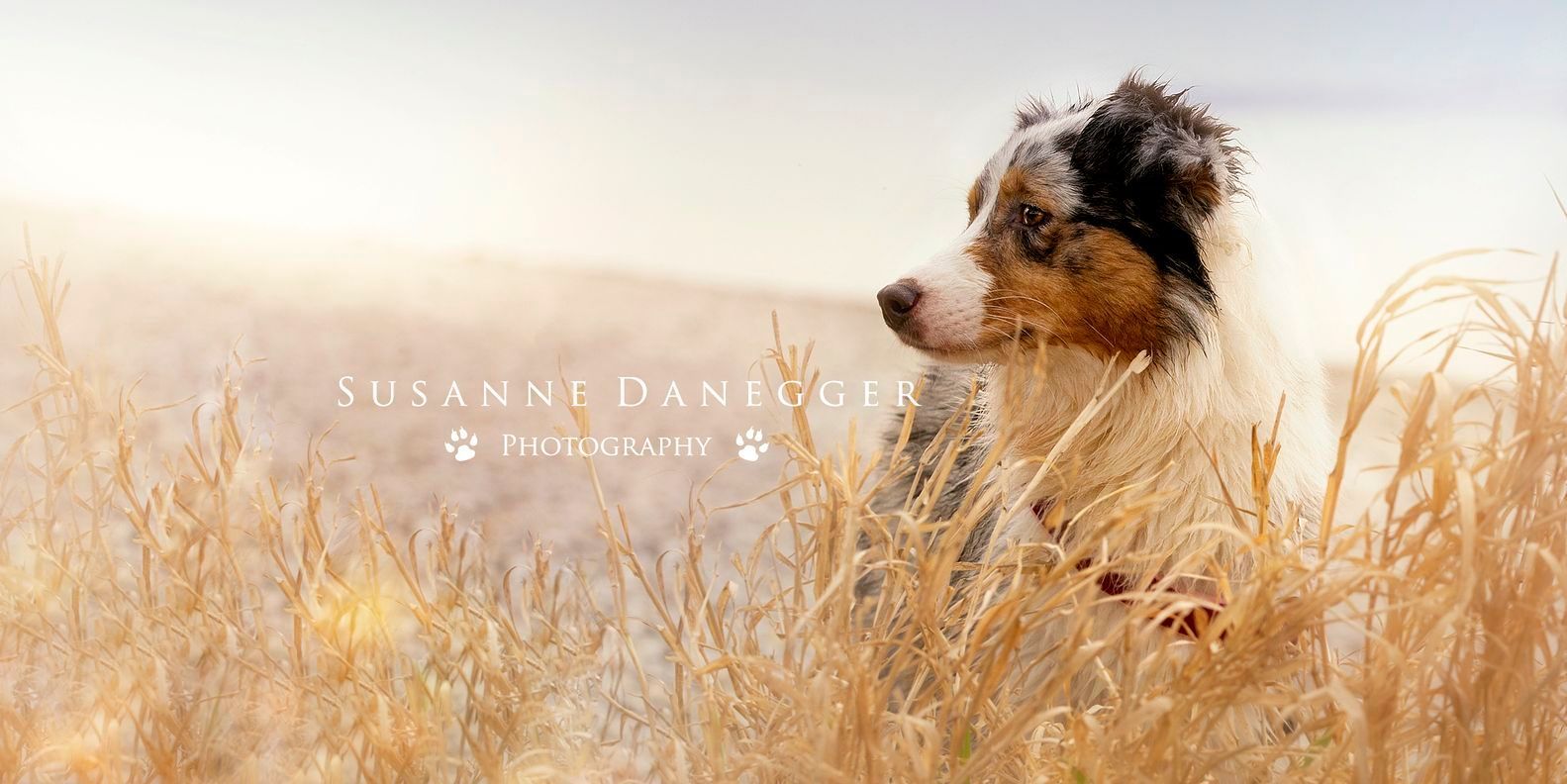 Ein Welpe steht auf einer Wiese mit hohem Gras.