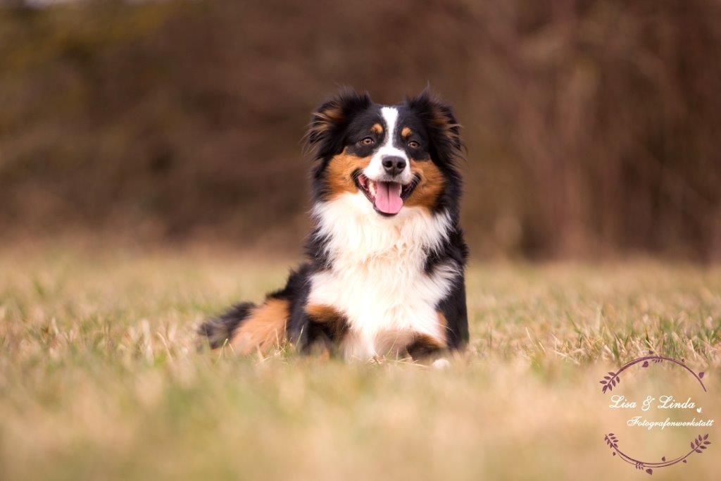 Ein Hund liegt im Gras und lächelt.