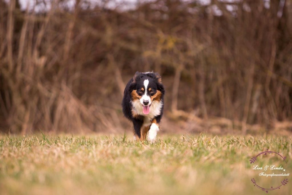 Ein kleiner Hund rennt über eine Wiese.