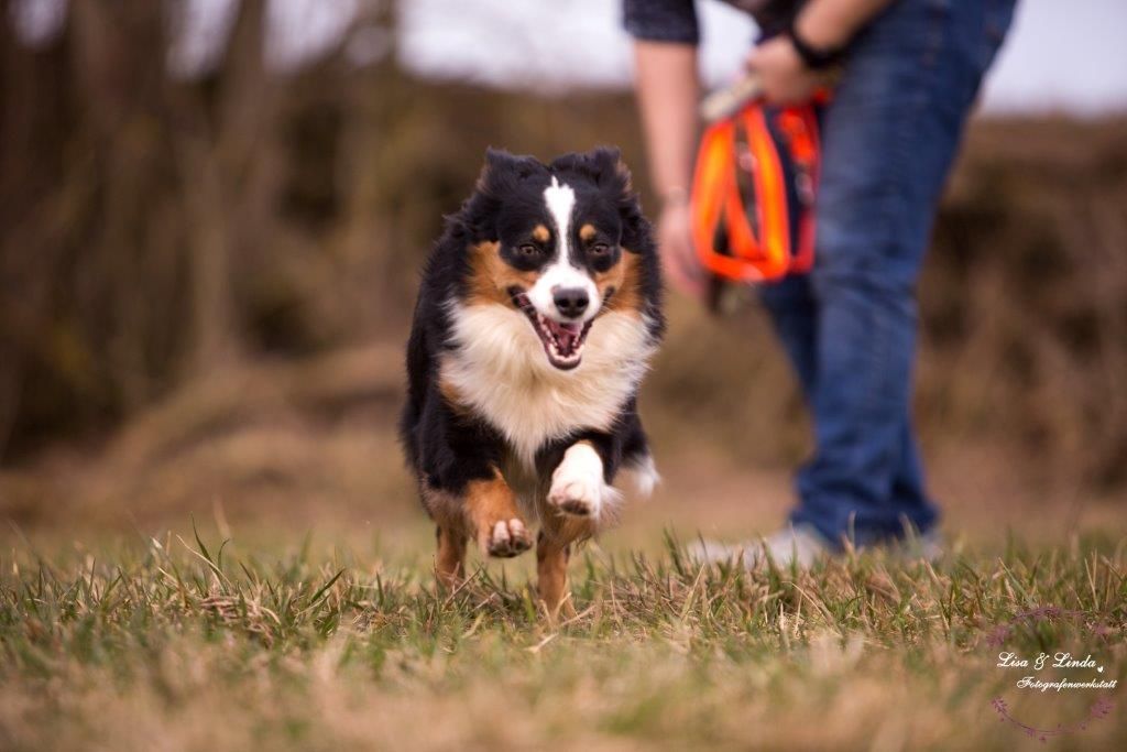 Ein Hund rennt im Gras, im Hintergrund hält eine Person ein Spielzeug.