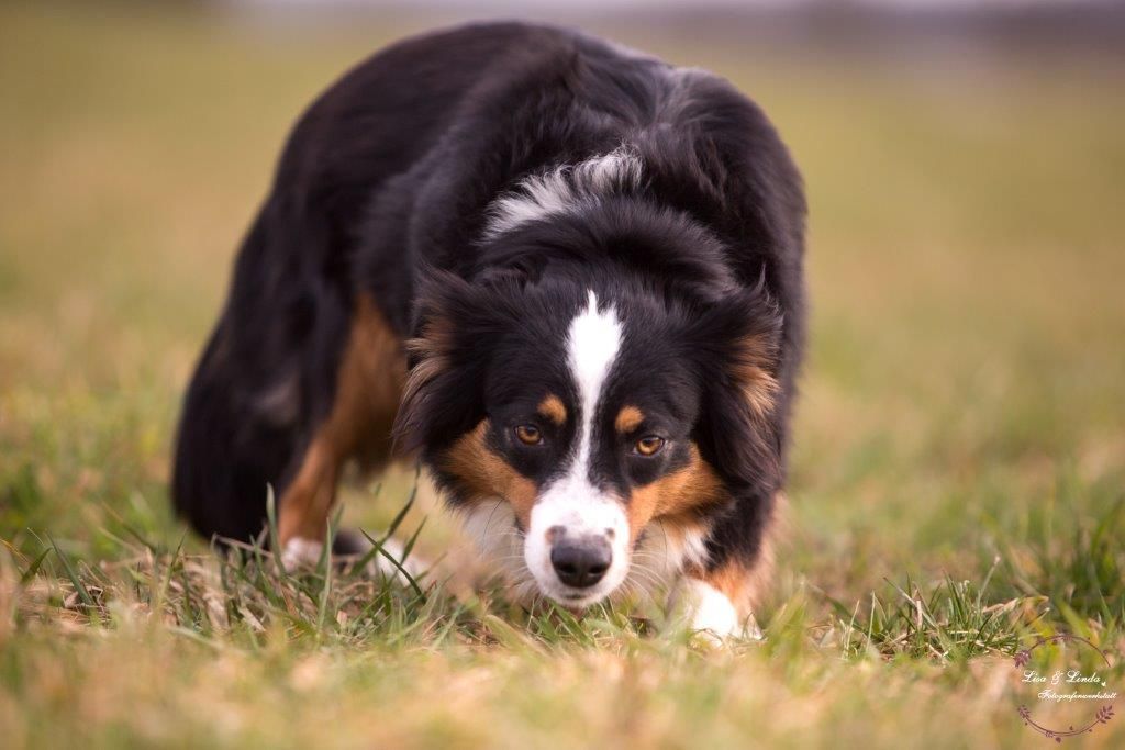 Ein schwarz-braun-weißer Hund steht im Gras.