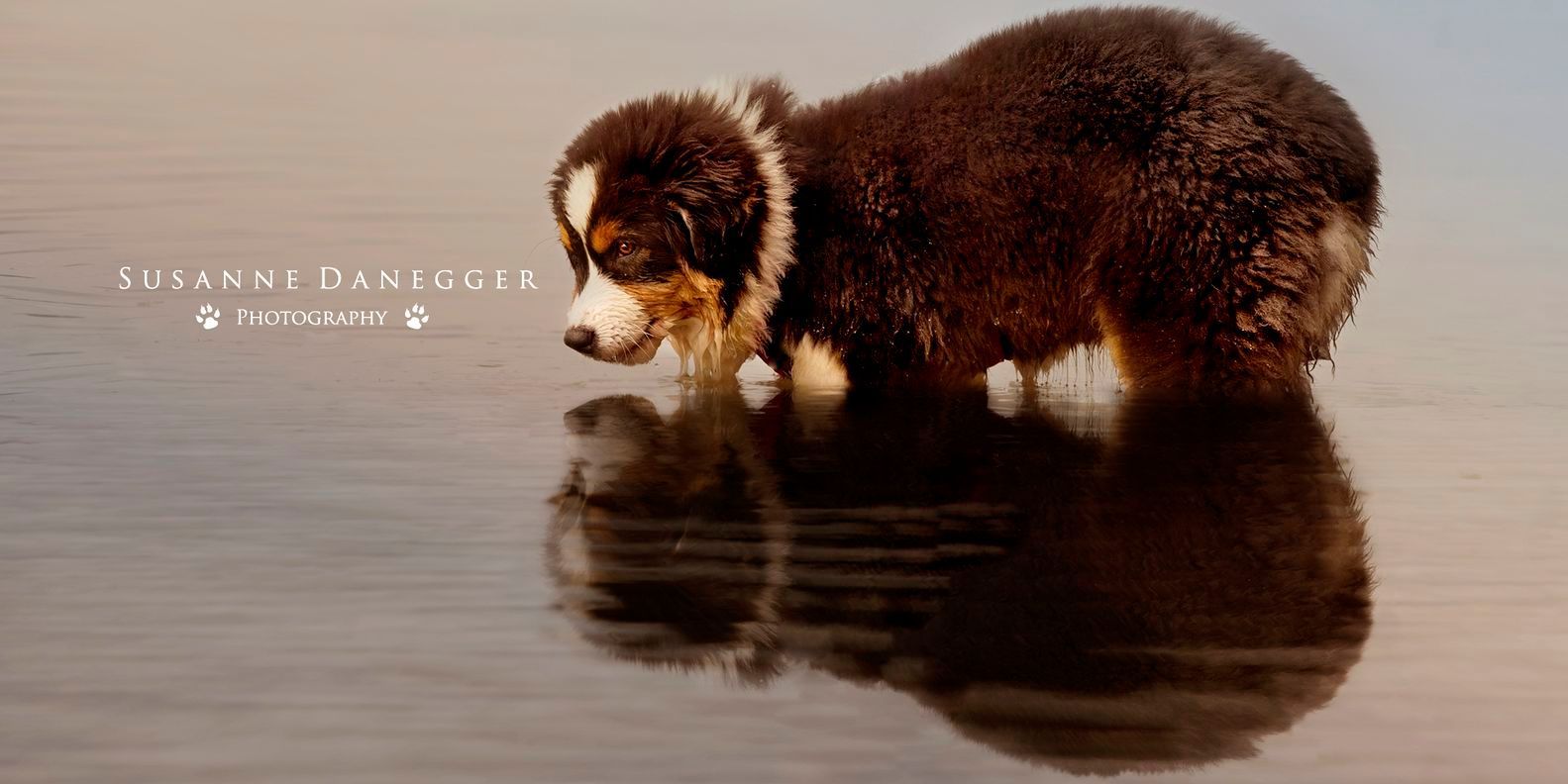 Ein braun-weißer Hund steht im Wasser und betrachtet sein Spiegelbild.