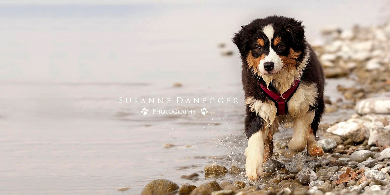 Ein Welpe läuft an einem steinigen Strand in der Nähe des Wassers.