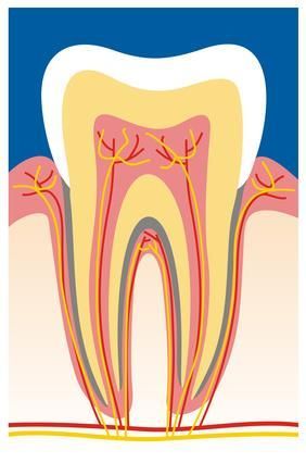 Ein Diagramm eines Zahns, das das Innere eines Zahns zeigt.