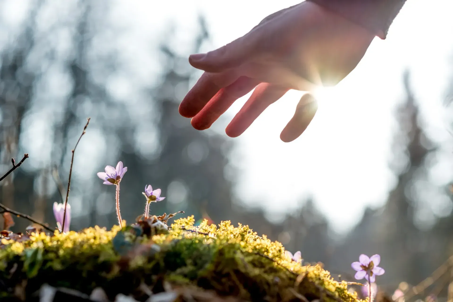 Mano que se extiende hacia pequeñas flores moradas que crecen en el musgo de un bosque, con la luz del sol de fondo.
