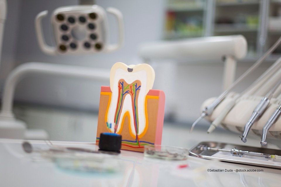 Querschnitt-Zahnmodell