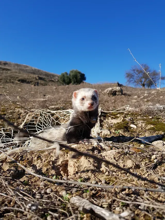 Un hurón con marcas blancas y negras se asoma desde una madriguera en un campo seco y marrón bajo un cielo azul claro.