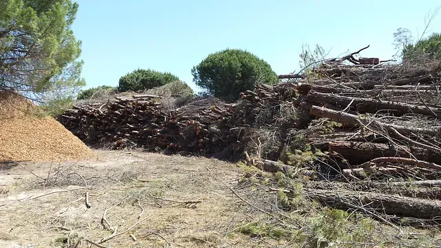 Una pila de troncos y astillas de madera en un claro del bosque bajo un cielo azul.