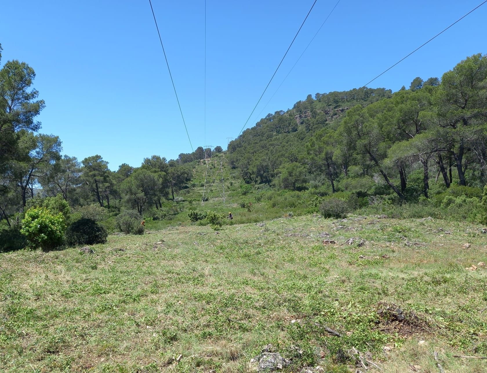 Una ladera soleada con un campo de plantas verdes en primer plano. Árboles y un bosque más oscuro cubren la ladera. Cables eléctricos cruzan el cielo.