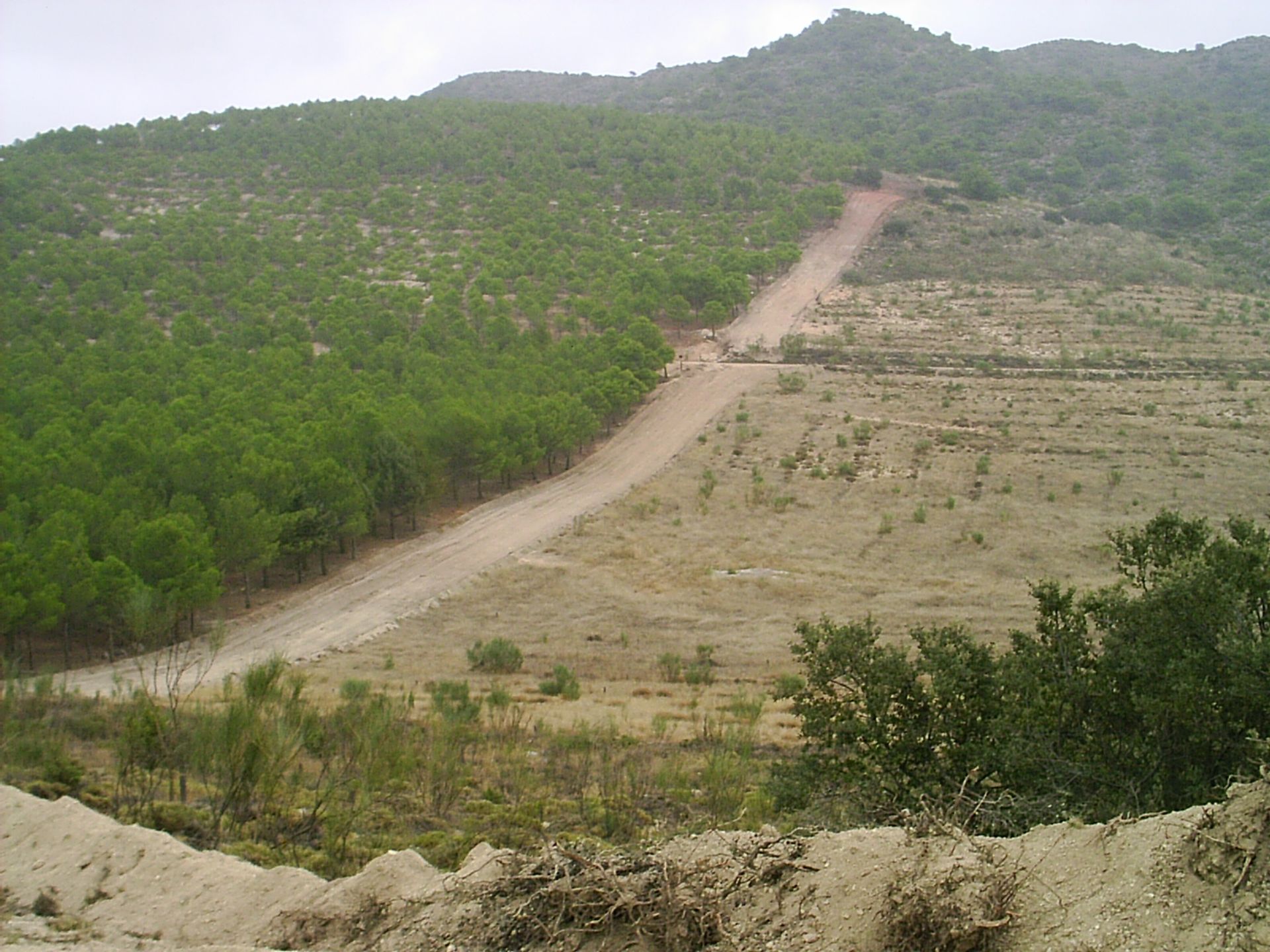 Un camino de tierra divide una ladera, separando un bosque verde de una tierra árida y recientemente talada.