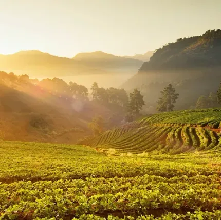 Colinas verdes y ondulantes con un campo cultivado en primer plano, bañado por la dorada luz del sol. Montañas y árboles se alzan al fondo.
