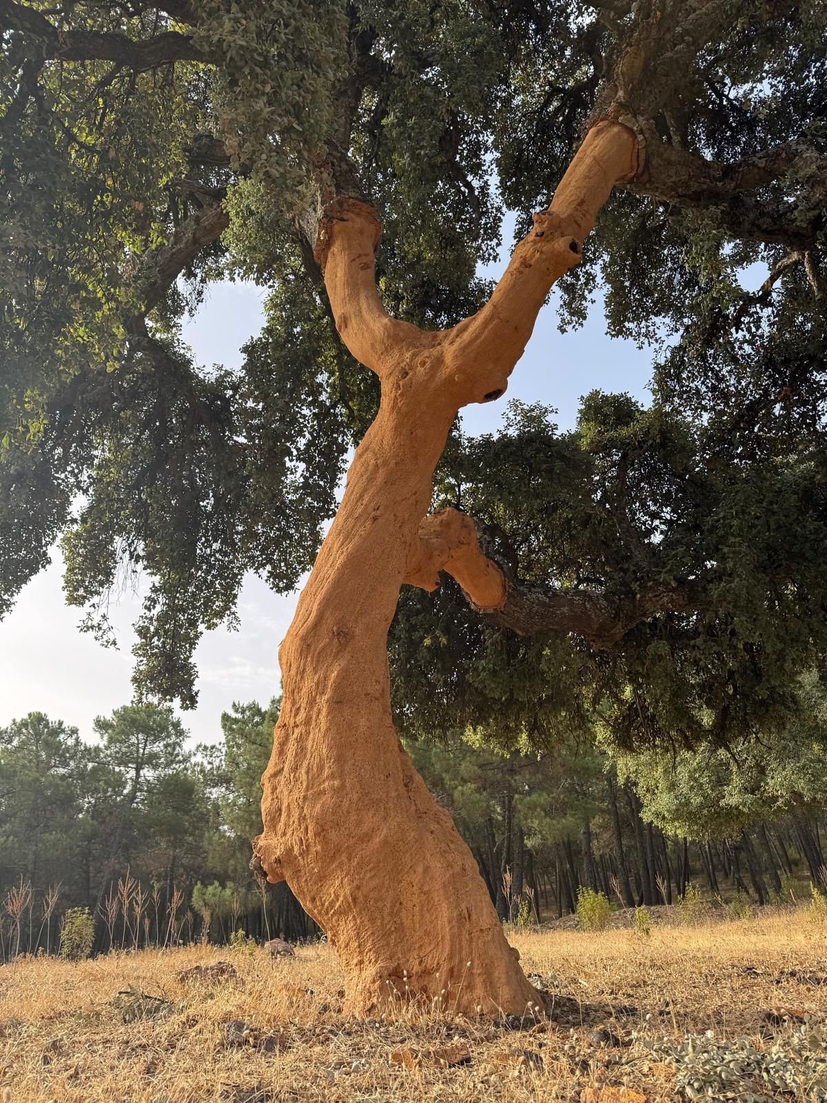 Una persona extrae corcho de un árbol en un bosque. El tronco despojado revela un núcleo marrón rojizo.