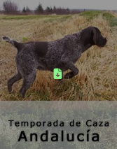 Un Braco Alemán corriendo en un campo, con el texto debajo diciendo 
