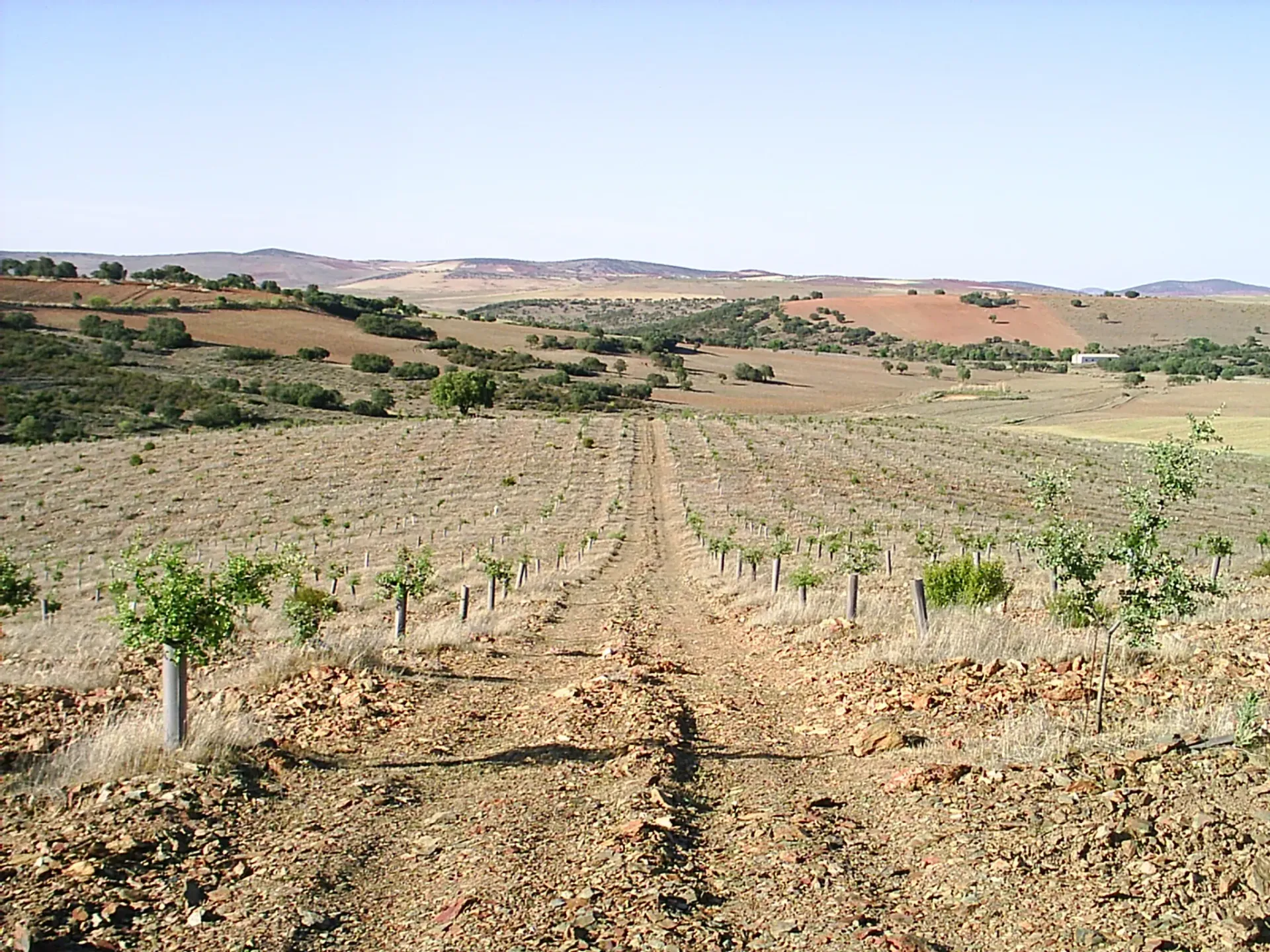 Hileras de árboles jóvenes en un campo, probablemente un huerto, con un paisaje montañoso y marrón al fondo bajo un cielo azul claro.