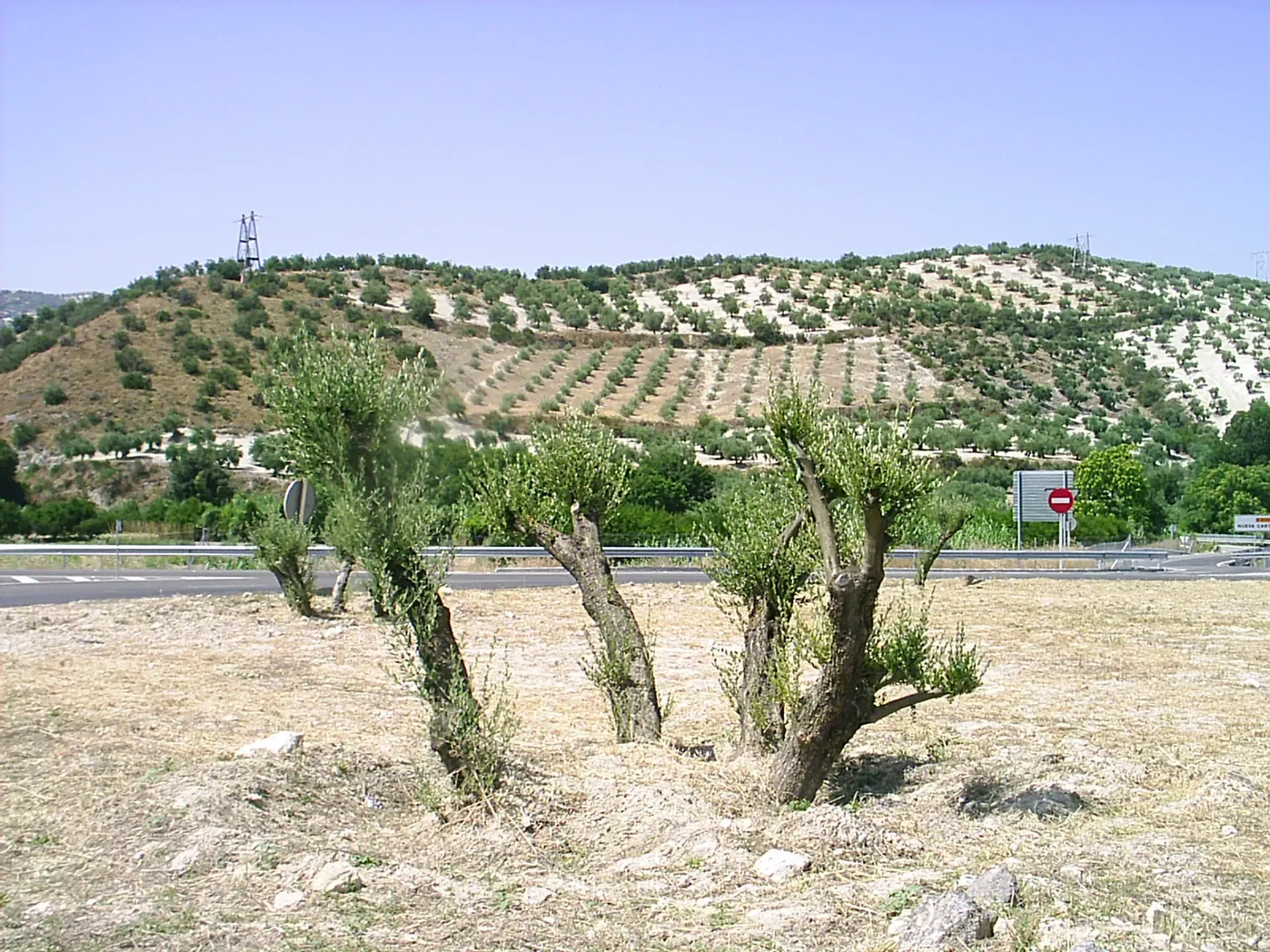 Una hilera de árboles podados frente a un olivar en la ladera. La escena transcurre bajo un cielo azul y despejado.