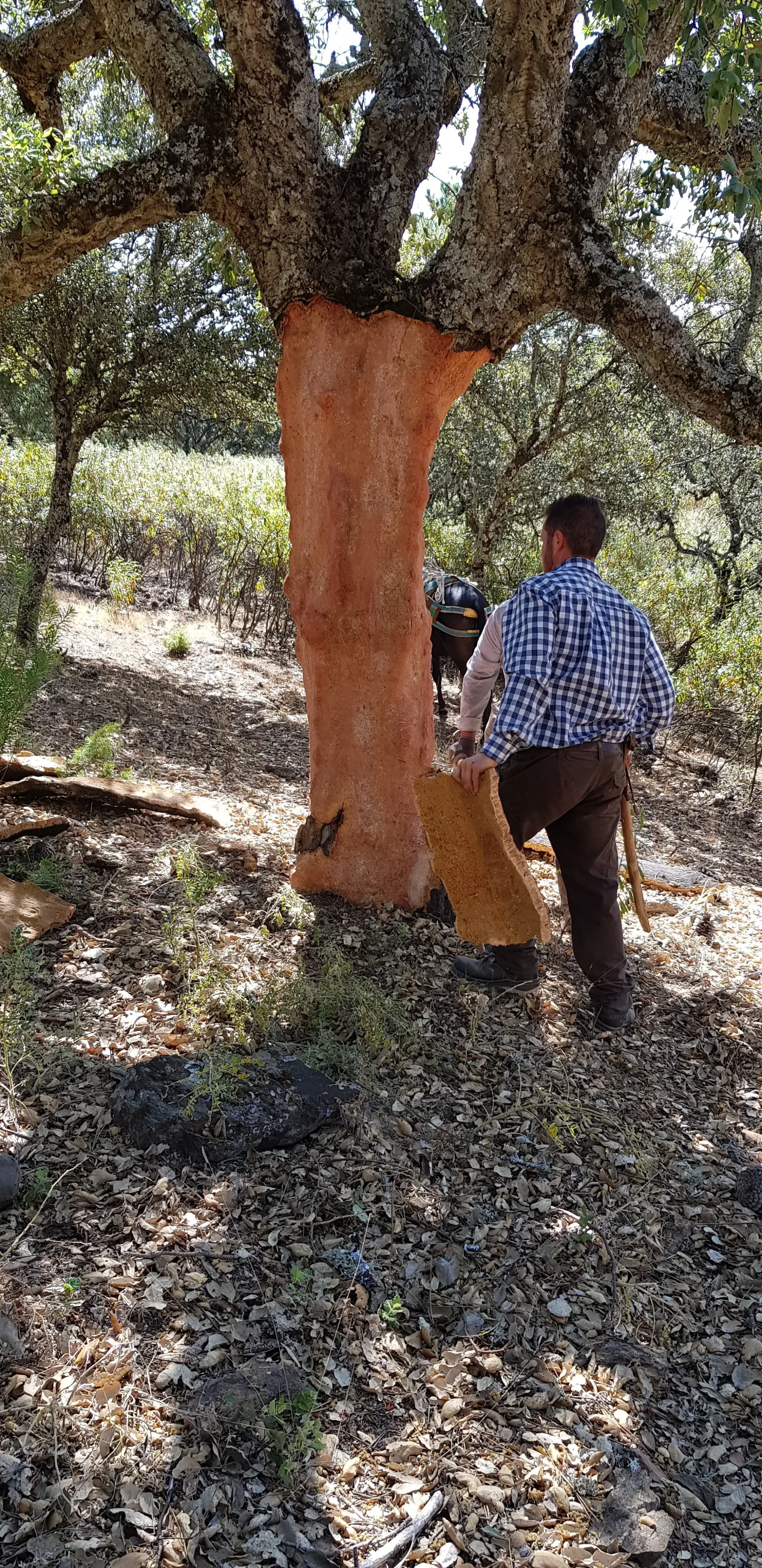 Una persona extrae corcho de un árbol en un bosque. El tronco despojado revela un núcleo marrón rojizo.