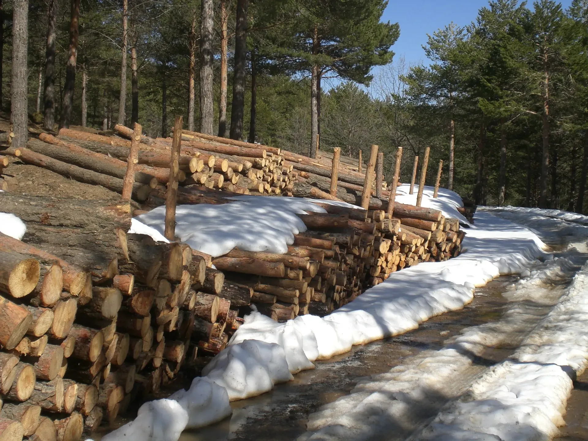 Troncos apilados en un camino de tierra cubierto de nieve en un bosque, con luz solar y árboles al fondo.