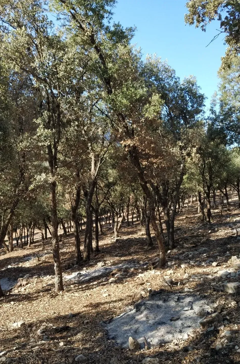 Árboles en un bosque con terreno inclinado y rocoso. La luz del sol ilumina la escena con un cielo azul despejado.