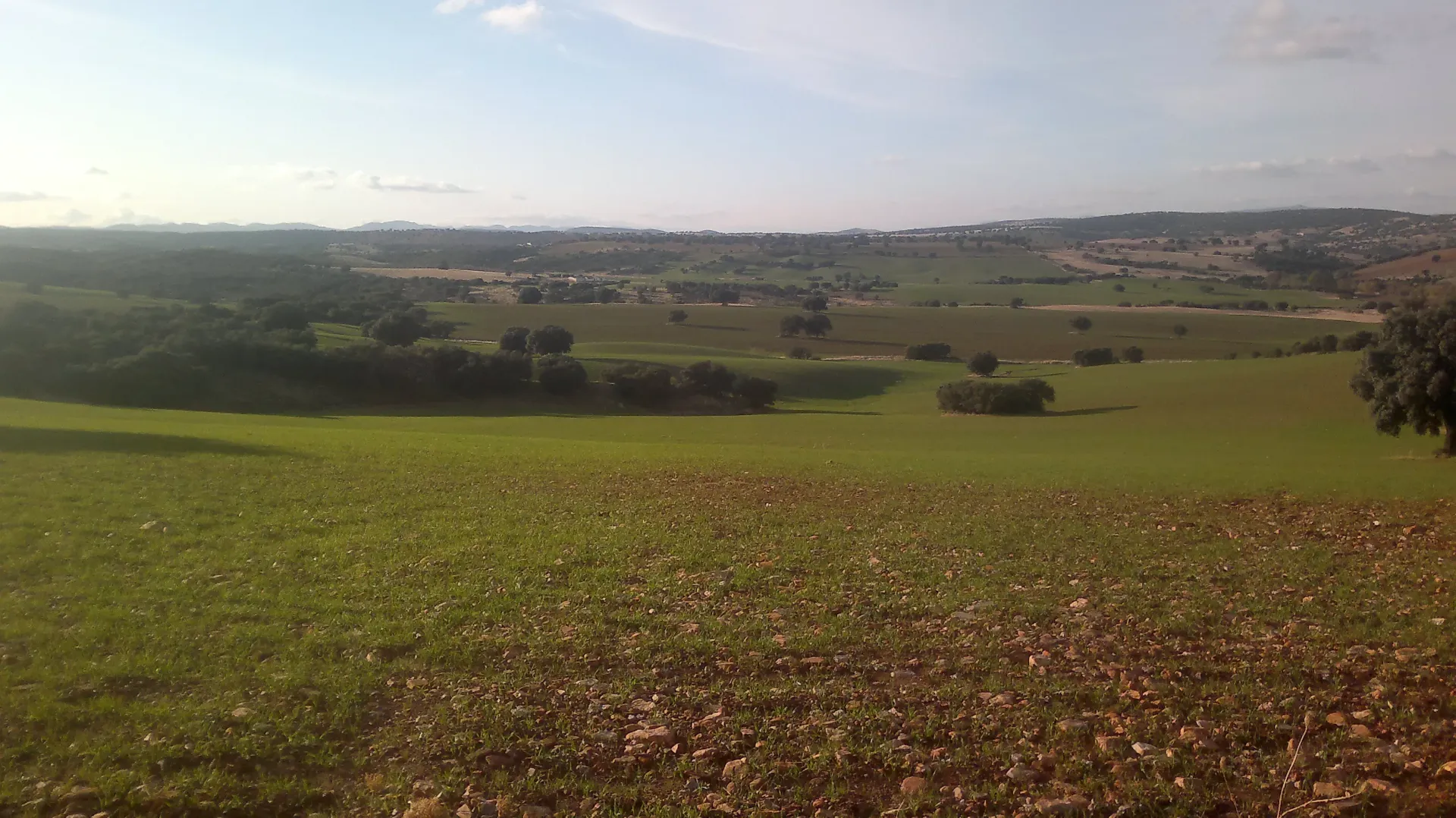 Ondulantes campos verdes y marrones bajo un cielo azul. Árboles salpican el paisaje a lo lejos.