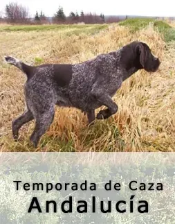 Braco alemán de pelo corto en un campo de Andalucía, España. El perro, con pelaje moteado marrón y blanco, está en posición de señalar.