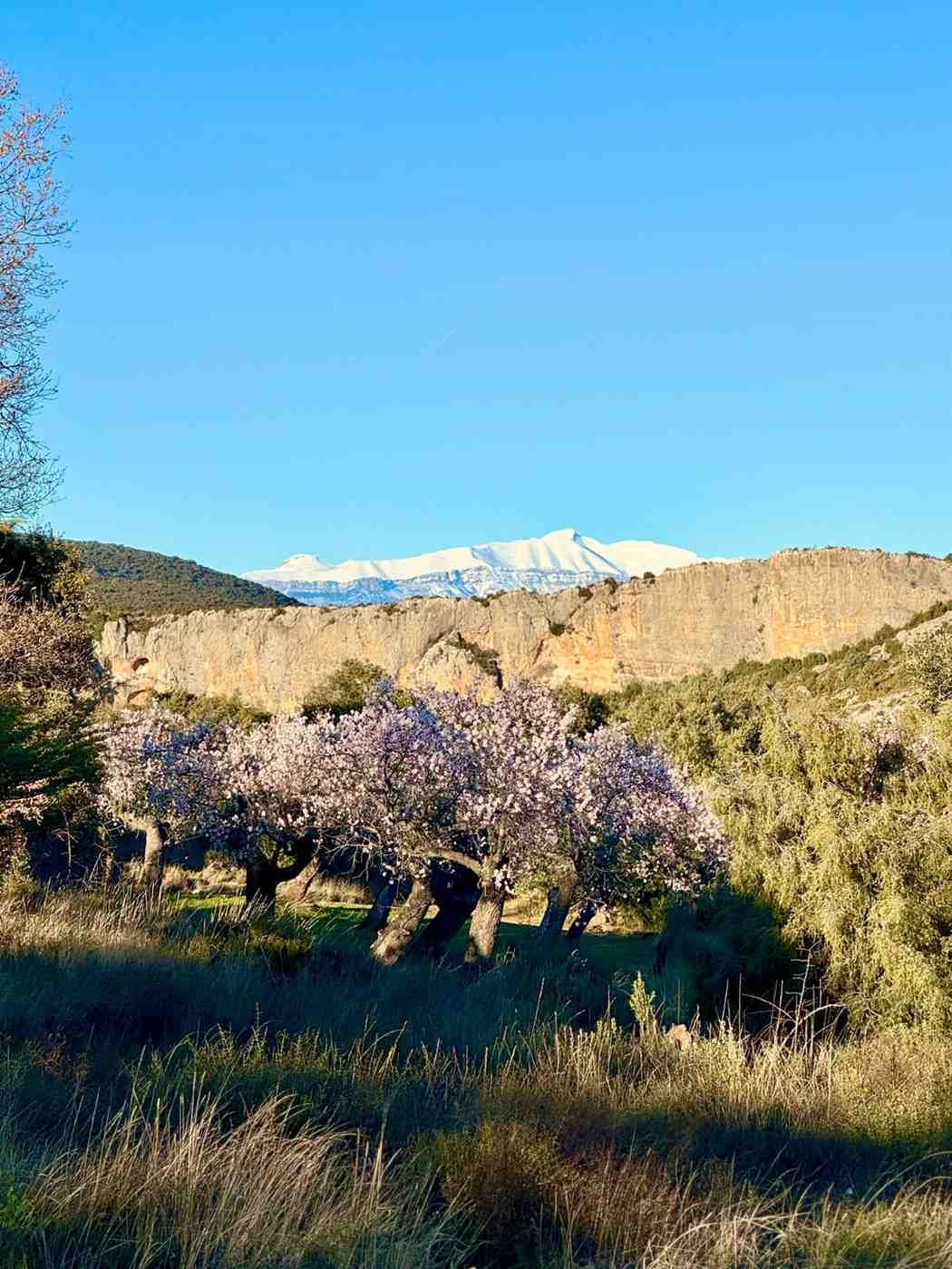 Almendros en flor en primer plano, con una cresta montañosa rocosa y nevada bajo un cielo azul despejado.