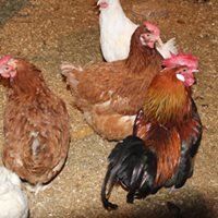 kotieläimet, kanat, kotieläinpiha