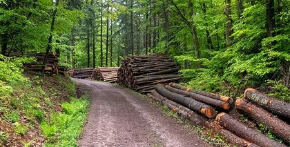 Wald-Betreuung